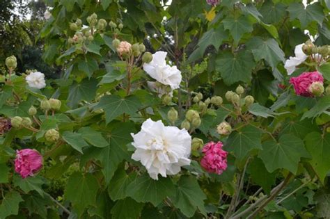 芙蓉盆栽|芙蓉（锦葵科木槿属植物）